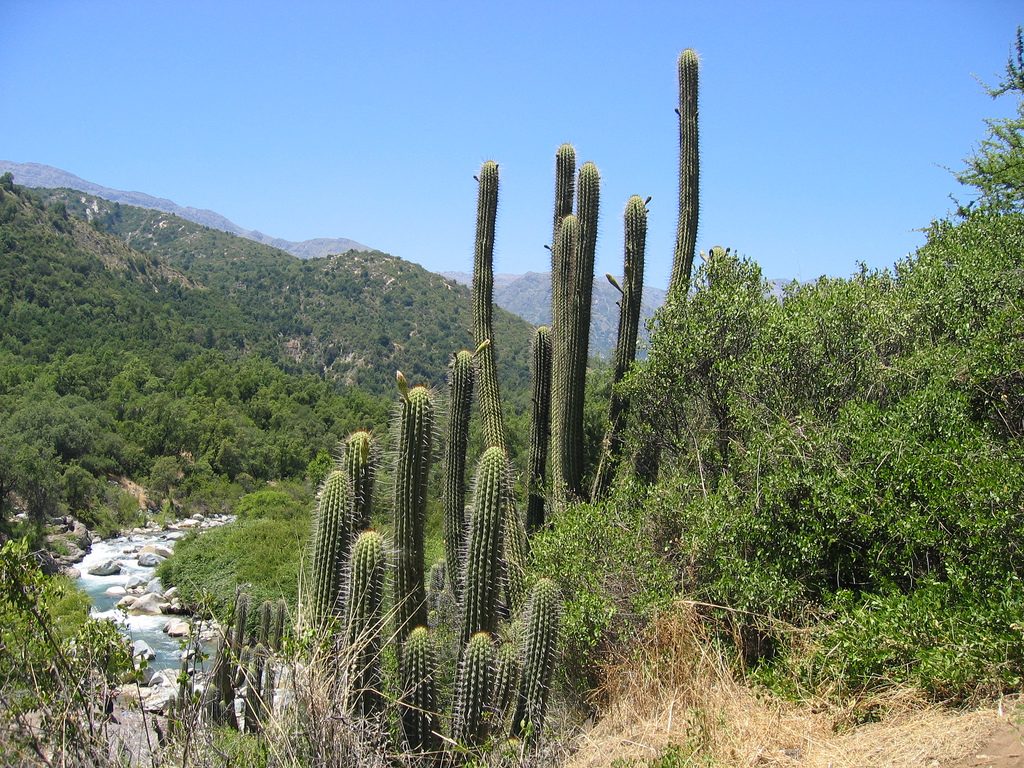 bosque esclerófilo 1