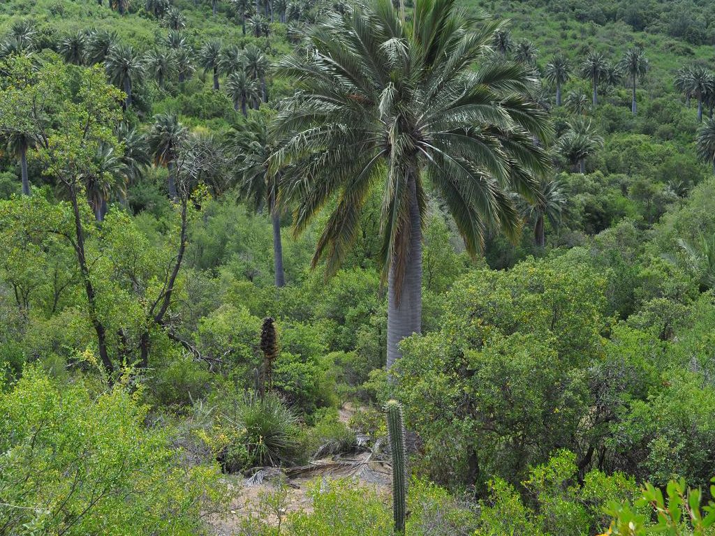 bosque esclerófilo 2