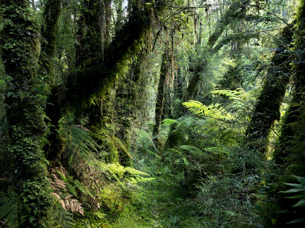 bosque valdiviano 2